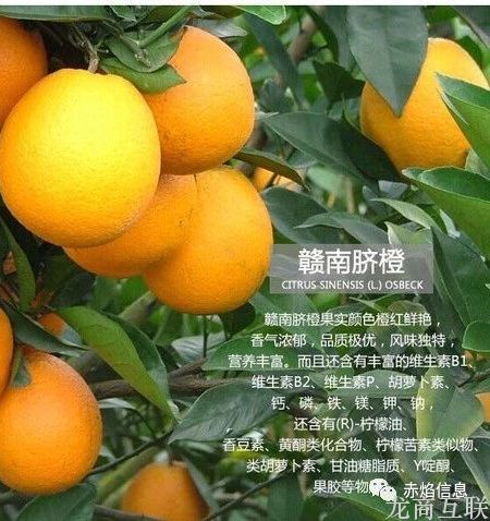 抖拓济南社区团购一触即发，生鲜水果商家们，准备好没？