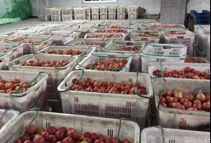 抖拓济南农产品滞销怎么办？他用这个方法，疫情下20天卖出20万斤番茄