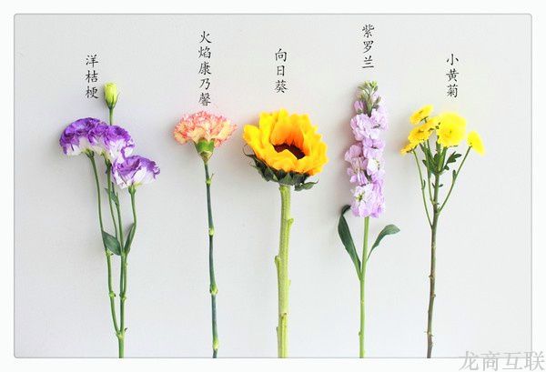 抖拓济南数据狂魔”看鲜花电商：市场规模将超2000亿